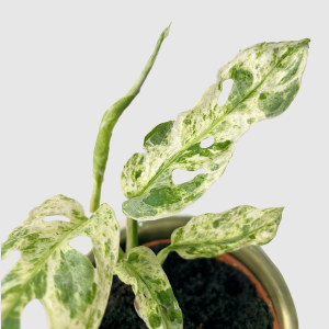 Monstera adansonii Frozen Freckles (baby)