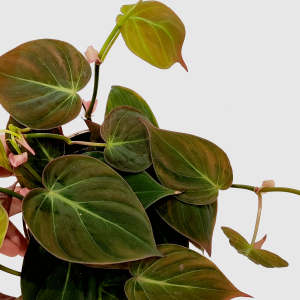 Philodendron Micans (M)