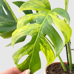 Monstera Variegata 'Aurea' (L)