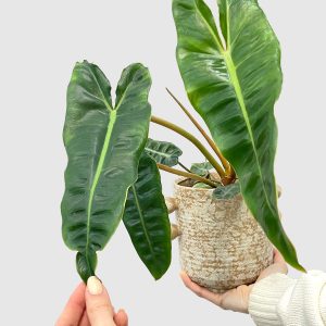 Philodendron Billietiae (M)