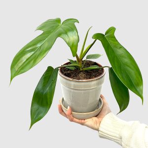 Philodendron Florida Green (M)