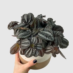 Pilea Norfolk (M)