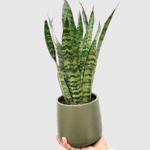 Snake plant - Sansevieria trifasciata 'Zeylanica' (M)
