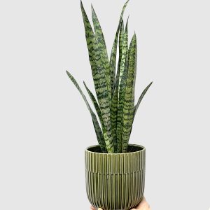 Snake Plant  - Sansevieria trifasciata 'Zeylanica' (L)