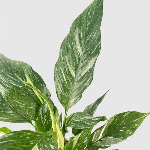 Spathiphyllum 'Diamond Variegata' (M)